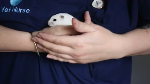A white dwarf hamster is held by a Blue Cross vet nurse.